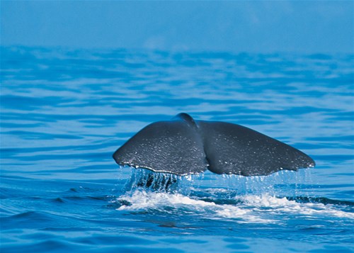 Discover The Whales, Kaikoura